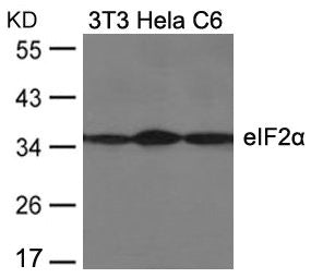 EIF2S1 (Ab-51) Antibody