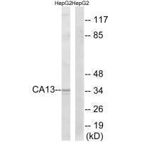CA13 Antibody