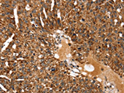 KCNH6 Antibody