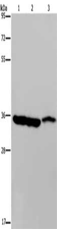 MDH1 Antibody
