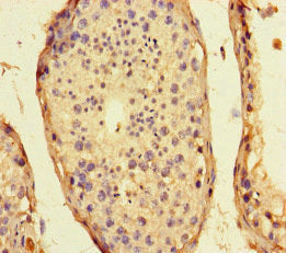 SMIM1 Antibody