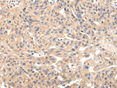 USP47 Antibody