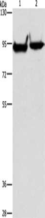 MARK1 Antibody