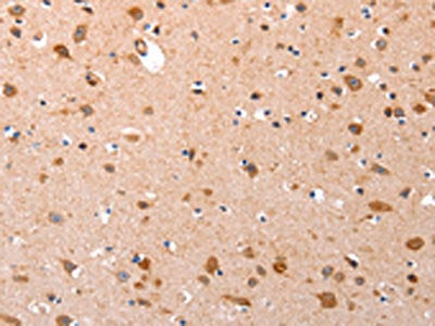 GATA6 Antibody