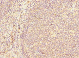 MCF2L Antibody