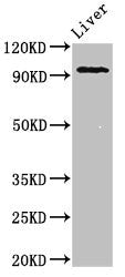 KDM1A Antibody