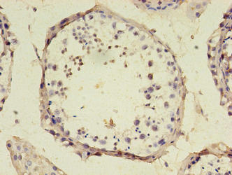 SRSF10 Antibody