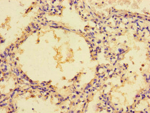 ZG16 Antibody