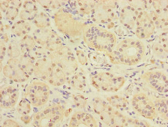 DEXI Antibody