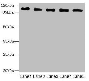 COPB2 Antibody