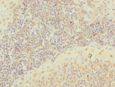 SCRG1 Antibody