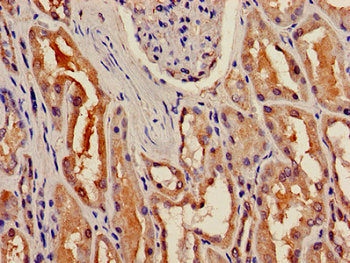 BBOX1 Antibody