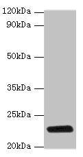 rpiA Antibody