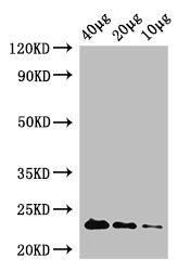 rpiA Antibody, Biotin conjugated