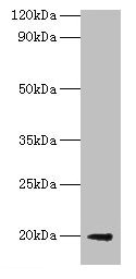 luxS Antibody