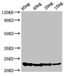 csrA Antibody