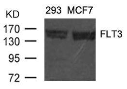 FLT3 (Ab-591) Antibody