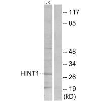 HINT1 Antibody