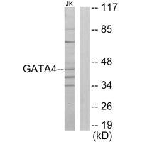 GATA4 Antibody