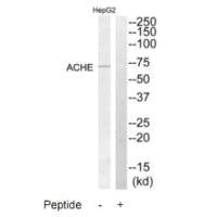 ACHE Antibody