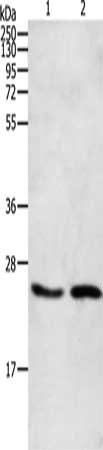 RHOA Antibody