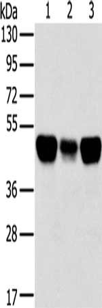 TRIM21 Antibody
