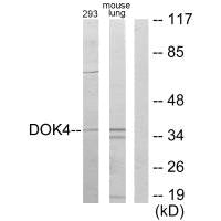 DOK4 Antibody