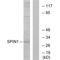 SPIN1 Antibody