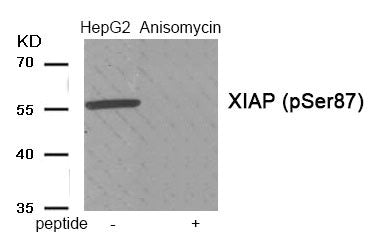 Phospho-XIAP (Ser87) Antibody