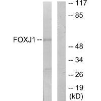 FOXJ1 Antibody