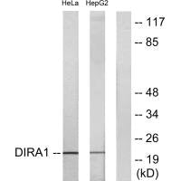 DIRAS1 Antibody