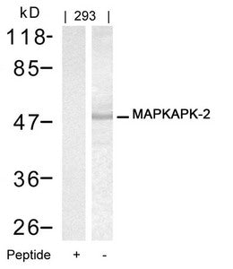 MAPKAPK2 (Ab-334) Antibody