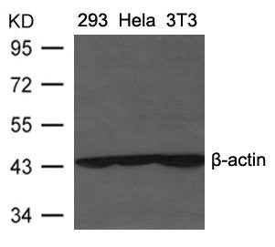 ACTB Antibody