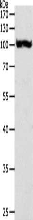 PYGB Antibody