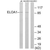 TCEB3 Antibody