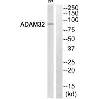 ADAM32 Antibody
