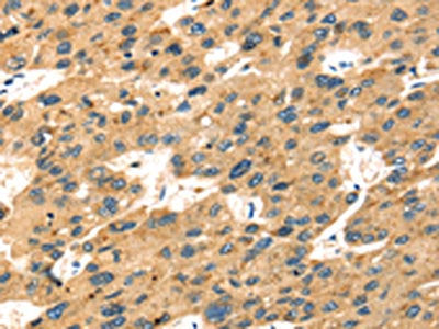 SEPP1 Antibody