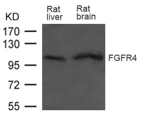 FGFR4 Antibody