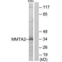 MMTAG2 Antibody