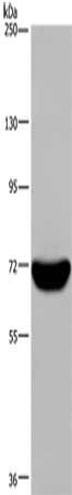 LCP1 Antibody