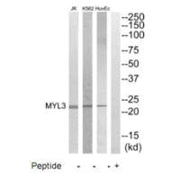 MYL3 Antibody