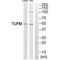 TUFM Antibody