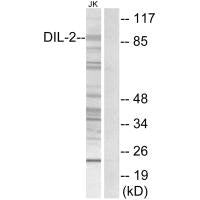 TPX2 Antibody