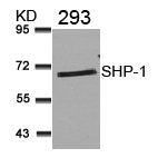 PTPN6 (Ab-536) Antibody