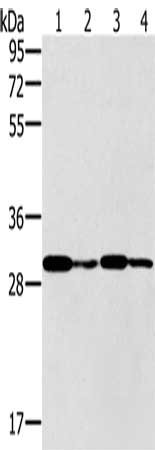 PNMT Antibody
