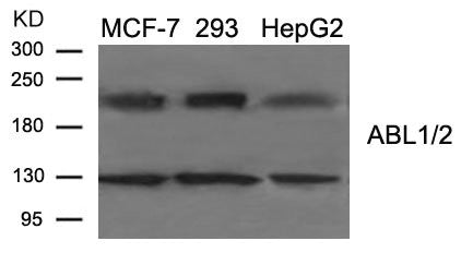 ABL1/ABL2 (Ab-393/439) Antibody