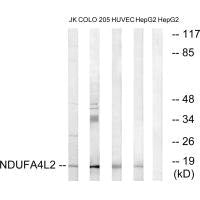 NDUFA4L2 Antibody