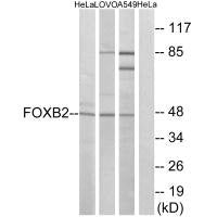 FOXB2 Antibody