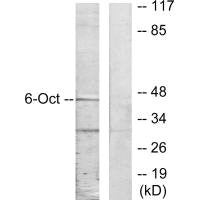 POU3F1 Antibody