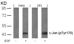 Phospho-JUN (Tyr170) Antibody